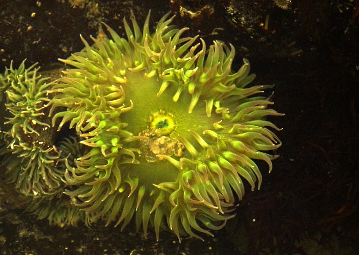 Sea Anemone 024.jpg